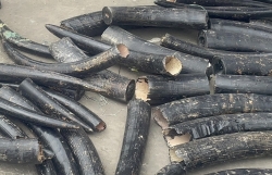 bogus company in the case of smuggling 16 tons of ivory at hai phong port