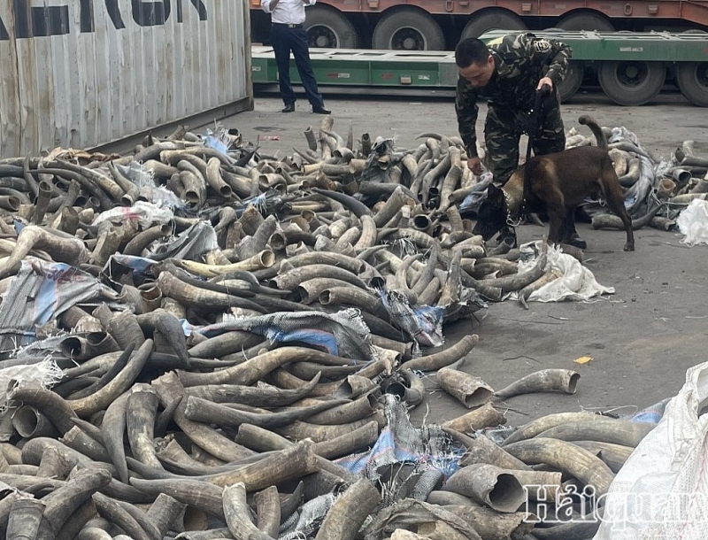 Hai Phong Customs officers used sniffer dogs to search containers containing smuggled ivory (March 23, 2024).