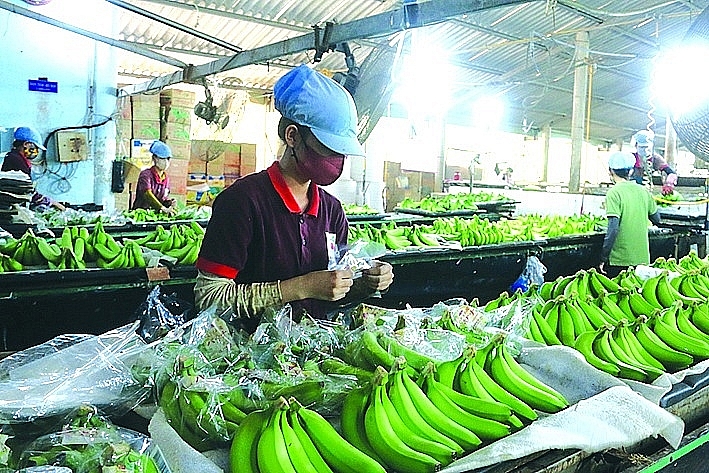 Production across various sectors is experiencing a revival. Photo: N.Linh