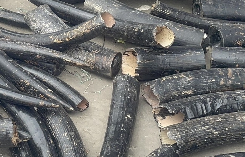 What is ivory used for?