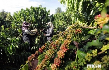 Measures sought for coffee firms to adapt to EU Deforestation Regulations