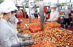 Ample room remains for Vietnam"s exports to China