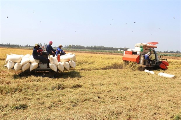Vietnam earns 1.43 billion USD from rice exports in Q1 hinh anh 1