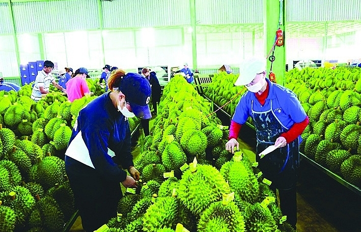 Speed up the process of issuing "passports" for durian exports