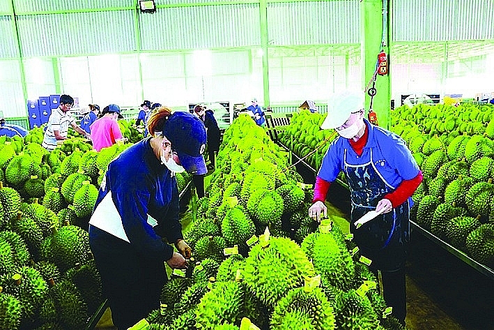 Vietnam has risen to No. 1 position in durian exports to China in the first 2 months of this year. Illustration photo: VNA.