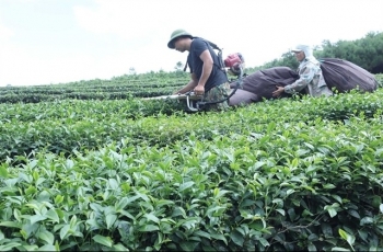 Cooperatives urged to focus on branding to expand exports of organic tea