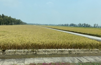 Production ensures export of 7.4 million tons of rice this year