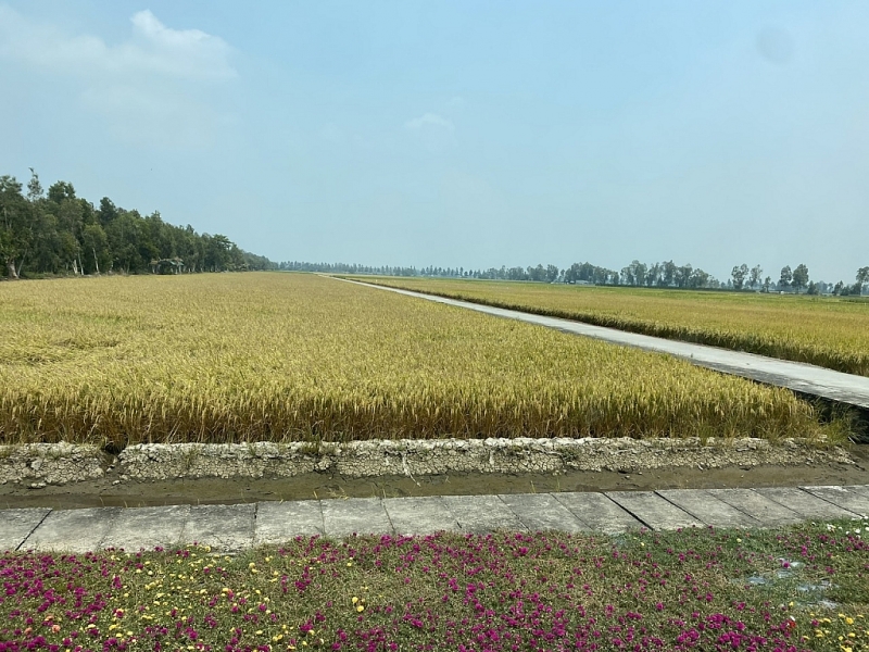 By the end of the first quarter of 2024, rice exports continued to increase by 45.5% in turnover compared to the same period last year - Photo: VGP/Do Huong