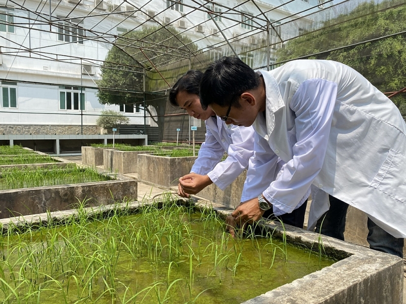 Vietnam is researching rice varieties that respond to current climate change - Photo: VGP/Do Huong