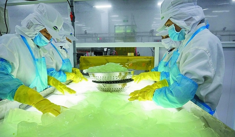 Workers processing aloe vera at GC Food factory. Photo: TL