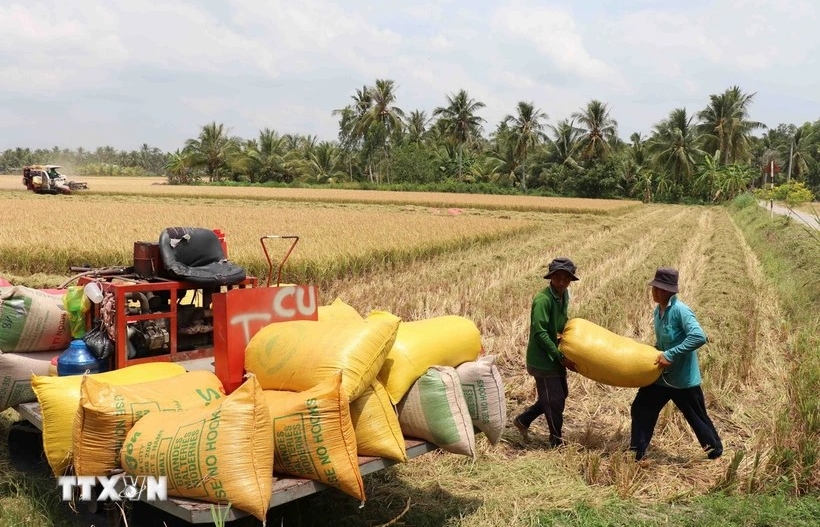 Vietnam leads in export rice prices globally