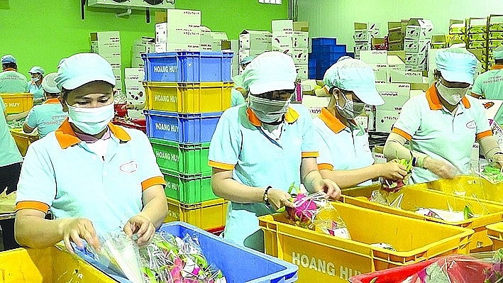 Packing dragon fruits for export at Hoang Huy Import-Export Company Limited, Ho Chi Minh City.