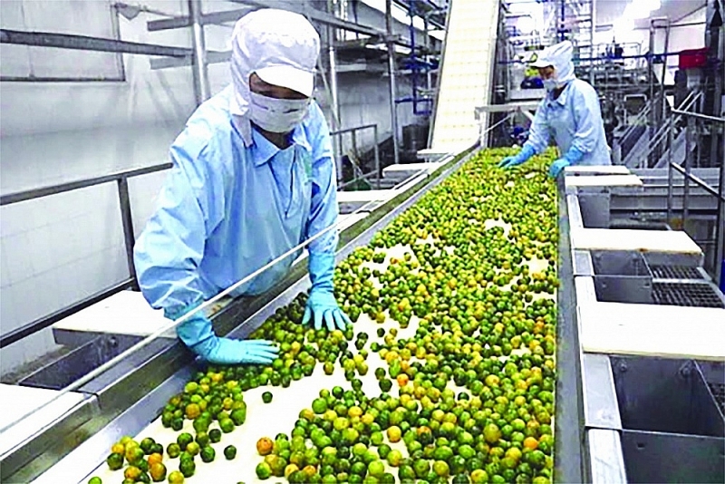 Tien Thinh Agricultural Product Processing Company Limited (Hau Giang) invests in machinery and technology to produce fruit juice for export. Photo: ST