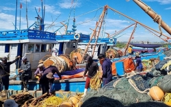 vietnam charts vision for sustainable modern fisheries