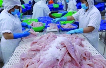 Pangasius exports are forecasted to bounce back at the end of the year