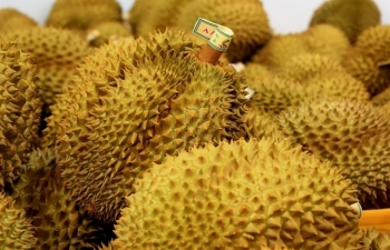 Businesses call for stricter management of durian industry