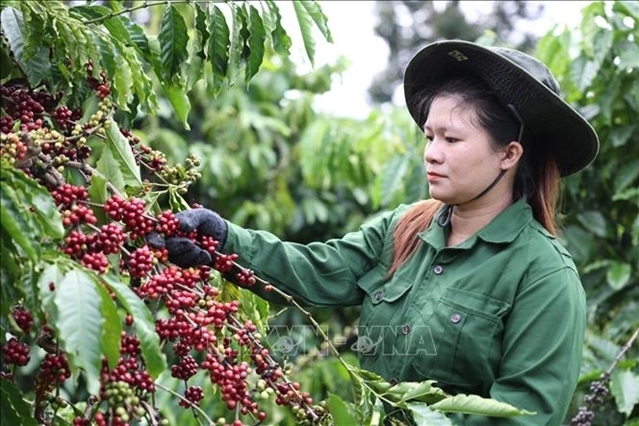Coffee output in 2023-2024 crop forecast to fall 20 per cent