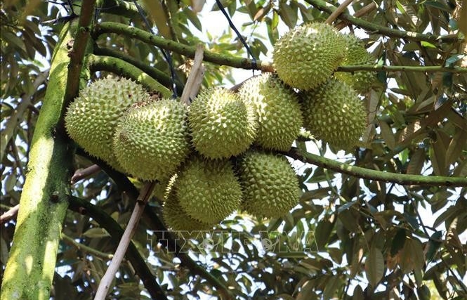 Thailand becomes Vietnam&apos;s second largest durian importer