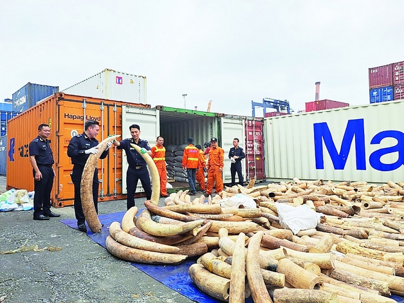 The largest ivory smuggling case ever at Hai Phong port is seized by the Hai Phong Customs Department on March 20, 2023. Photo: T.Binh