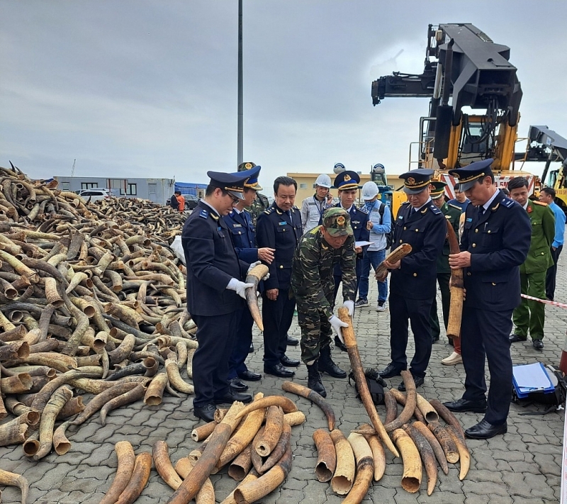 Hai Phong Customs Department chaired and coordinated with competent forces to detect and arrest the case of smuggled ivory disguised in containers of farmed cow horns (February 2023). Photo: T.Bình