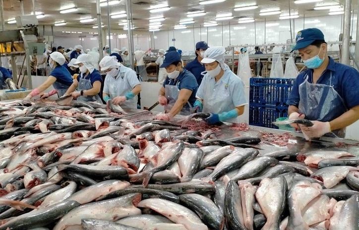 Tra fish processed for export (Photo: VOV)
