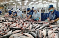 Vietnam’s fishery export likely to reach 4.4 billion USD in H1