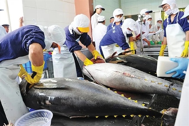 Workers process tuna for export. Tuna exports are projected to increase by 20% in the first half of this year to 456.8 million USD. (Photo: vietnamnews.vn)