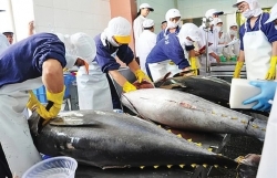 Tuna exports expected to grow by 20% in H1