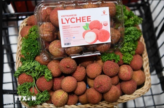 Vietnamese lychees become familiar to Thai consumers (Photo: VNA)