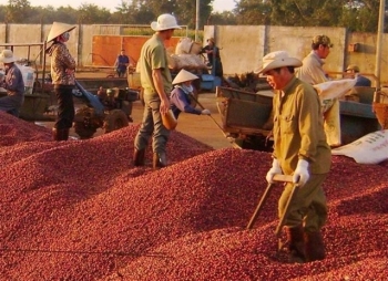 Coffee exports exceed 3 billion USD