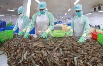 Many challenges for shrimp export in the second half of the year