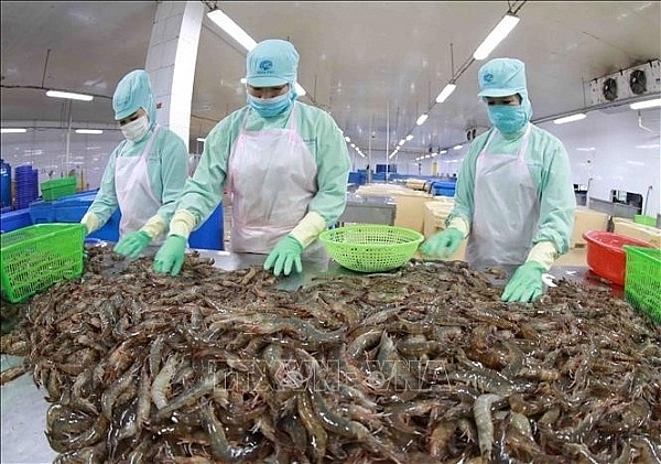 Processing shrimp for export. TH