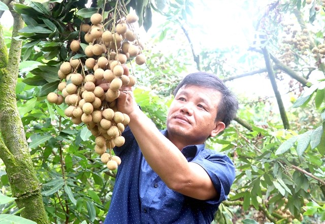 A farmer at his longan farm in Hung Yen Province. Vietnamese longan is favoured by customers in Asian markets. (Photo: VNA)