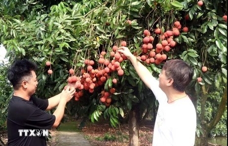 Hung Yen egg-shaped lychees sell well