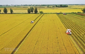 Vietnam needs around 2.7 billion USD for 1 million hectare of high-quality rice project