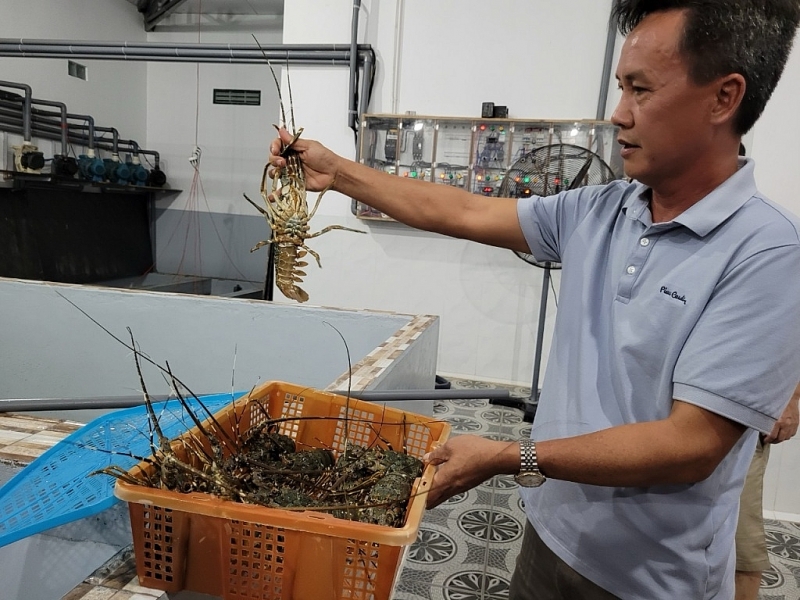 China increases imports of vietnamese lobster. Photo: N.Hien