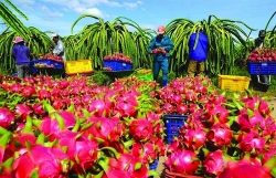 Exports fruit and vegetable expects to exceed US$ 7 billion