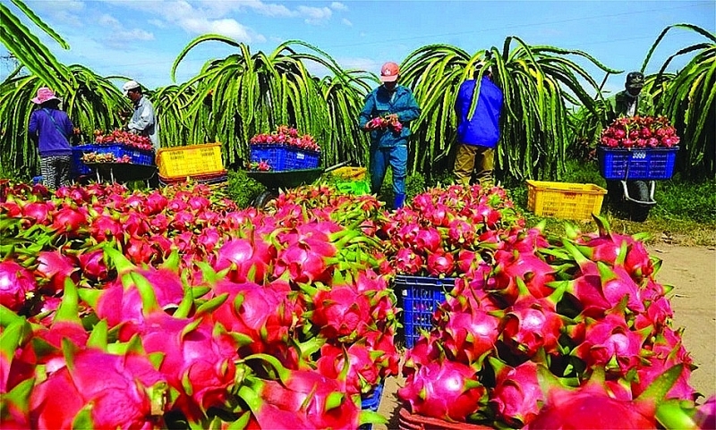 Dragon fruit - one of Vietnam's fruit and vegetable products exported to China. Photo: ST