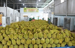 favourable conditions in place for stronger fruit exports