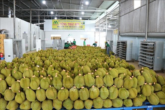 Durians harvested for export to China, which is the largest market of Vietnamese fruits and vegetables at present. (Photo: VNA)