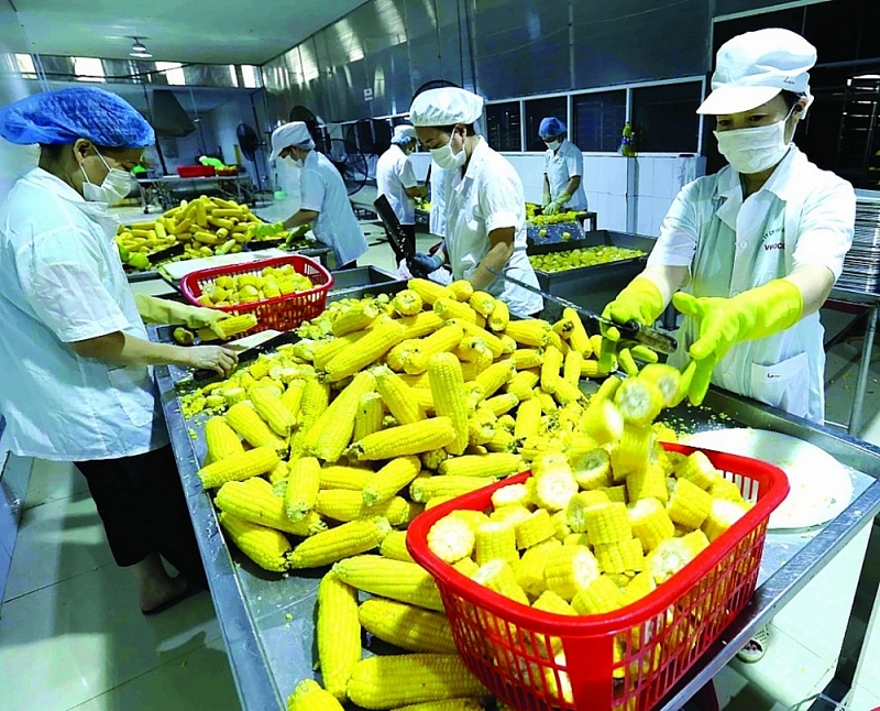 Sweet corn processing line for export, capacity of 4,000 tons/year at Vifoco Company's factory. Photo: TTXVN