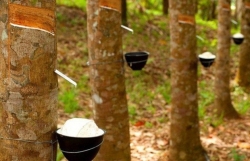 Rubber exports grows sharply in June