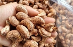 vietnams cashew industry facing fluctuations in raw material prices