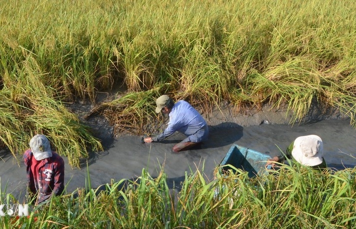 Deputy PM urges implementation of 1 million hectare of high-quality rice project