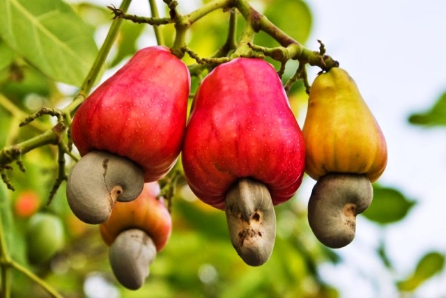 Cambodia is Việt Nam's largest source of cashew nuts