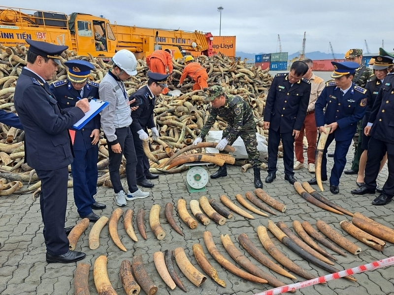 ivory was seized by Hai Phong Customs on February 6th. Photo: T.Bình