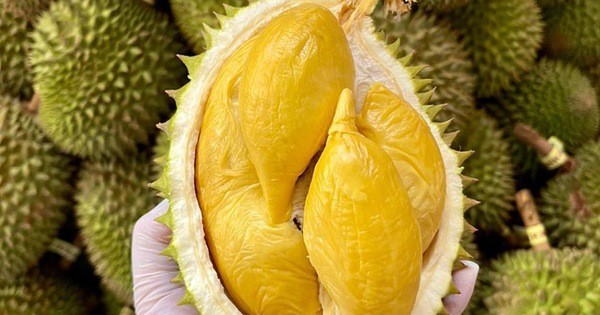 Vietnam earns more than 1.3 billion USD from shipping durian abroad in the first six months of 2024 (Photo: baocongthuong.vn)