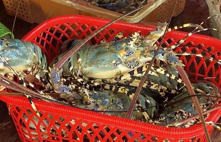 Indonesia licenses certificates of lobster cultivation for three Vietnamese companies