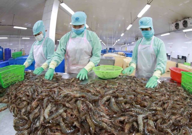 The shrimp export value is about 1.6 billion USD in the first half. (Photo: VNA)