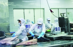 enterprises seize tuna export opportunities